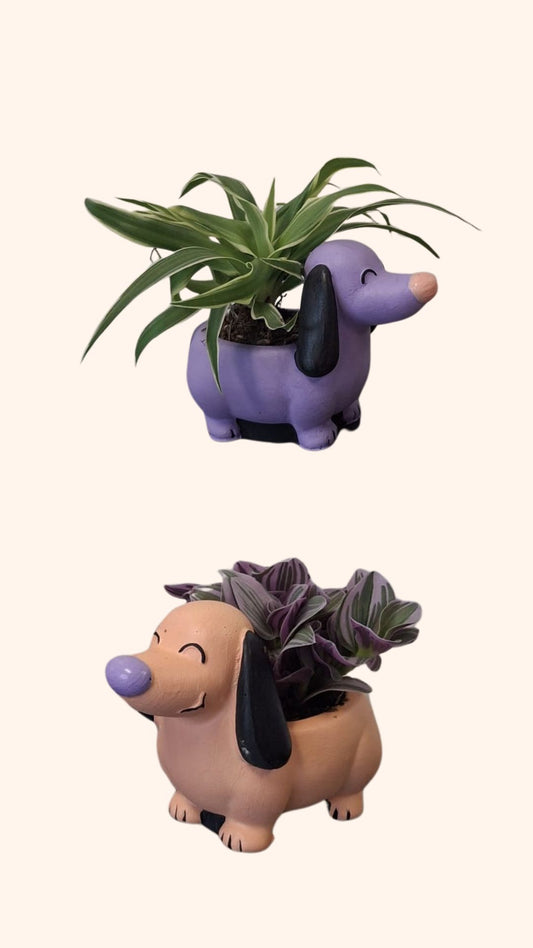 DIY Teckel Schilderpakket